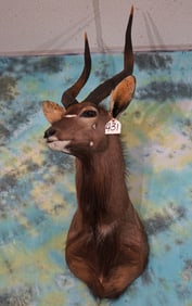 Beautiful Southern Nyala Antelope Shoulder Taxidermy Mount