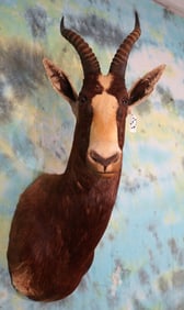 African Blesbuck Antelope Shoulder Taxidermy Mount