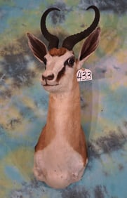 #17 All Time Record Book Southern Common Springbuck Gazelle Shoulder Taxidermy Mount