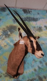 Big African Fringe Eared Oryx Shoulder Taxidermy Mount **Texas Residents Only**