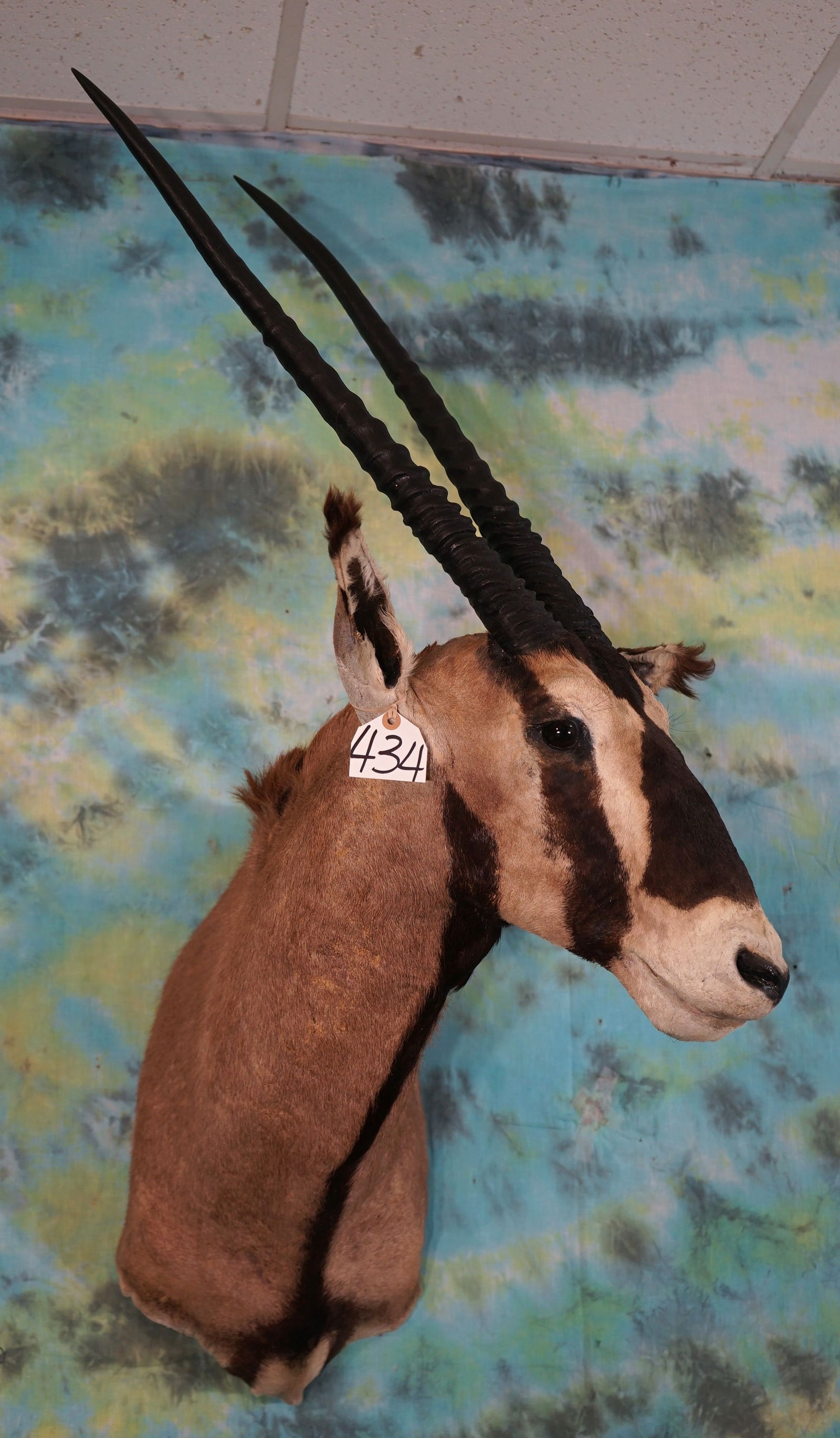 Big African Fringe Eared Oryx Shoulder Taxidermy Mount **Texas Residents Only** (1 of 3)