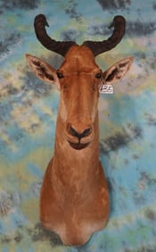 East African Coke Hartebeest Shoulder Taxidermy Mount