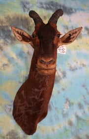East African Topi Antelope Shoulder Taxidermy Mount