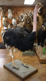 Cool Full Body Mount Ostrich Taxidermy