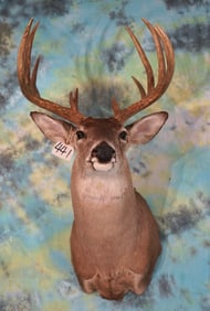 12pt. West Texas Whitetail Deer Shoulder Taxidermy Mount
