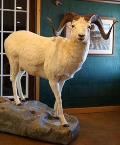 Alaskan Dall Sheep Full Body Taxidermy Mount