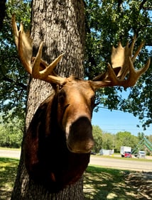 Good Quality Canadian Moose Shoulder Taxidermy Mount