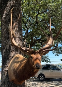 Mega Giant 524 gross Elk Shoulder Taxidermy Mount