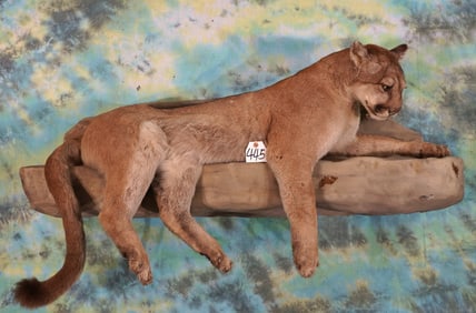 Mountain Lion Full Body Taxidermy Wall Mount