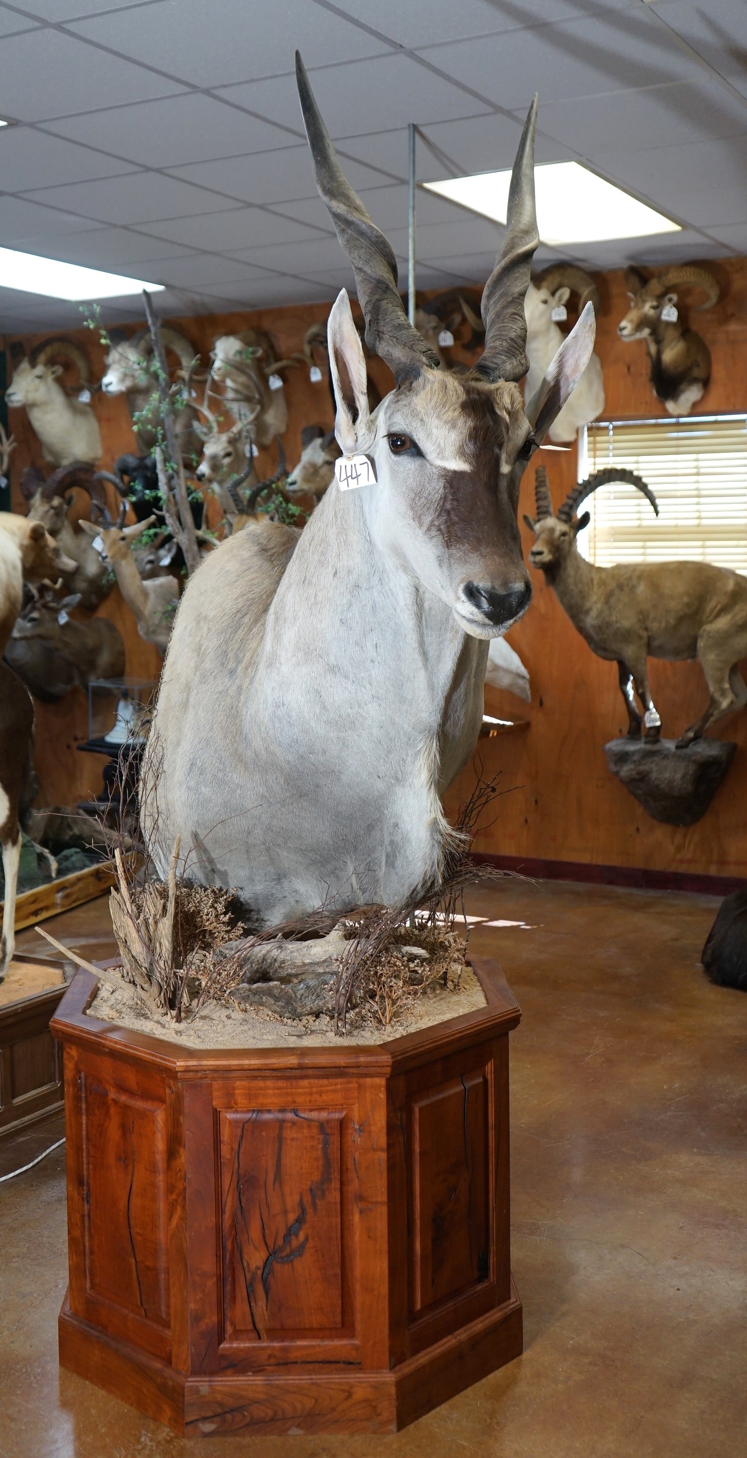 Beautiful South African Cape Eland Shoulder Floor Pedestal Taxidermy Mount (1 of 4)