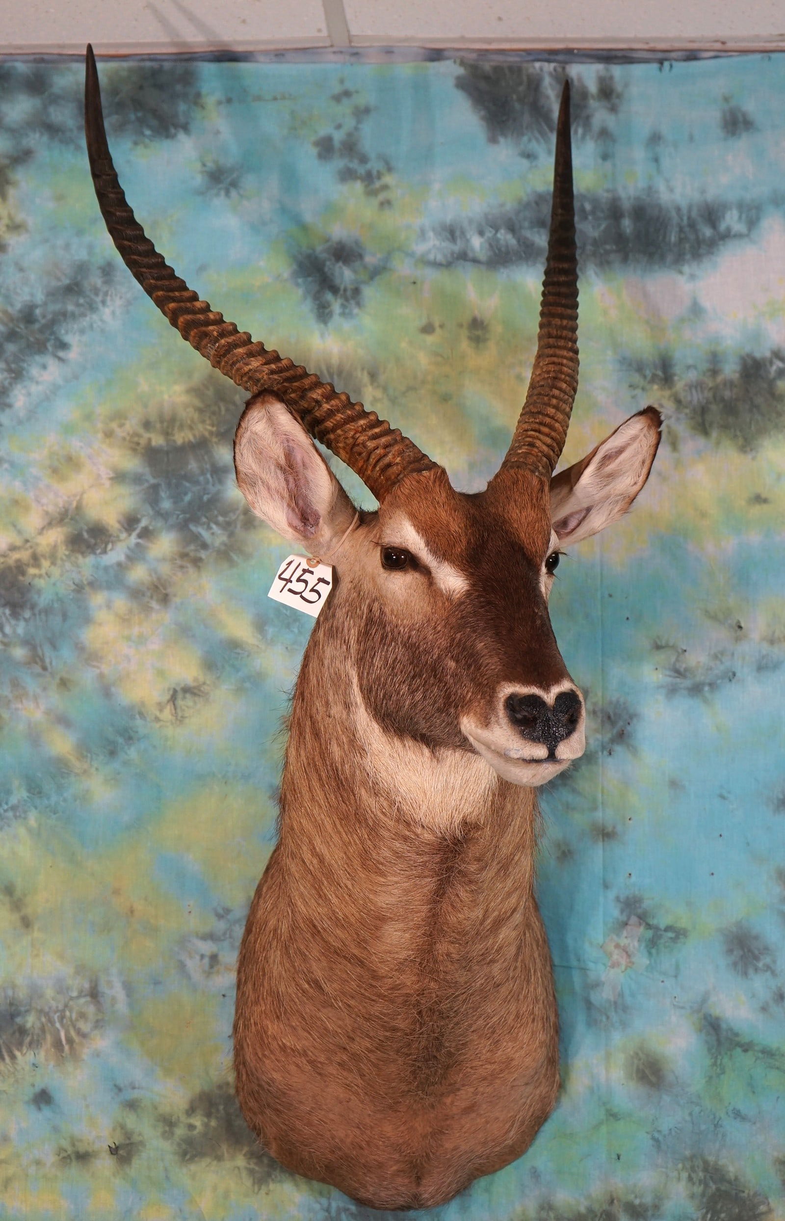 African Common Ringed Waterbuck Antelope Shoulder Taxidermy Mount (1 of 2)