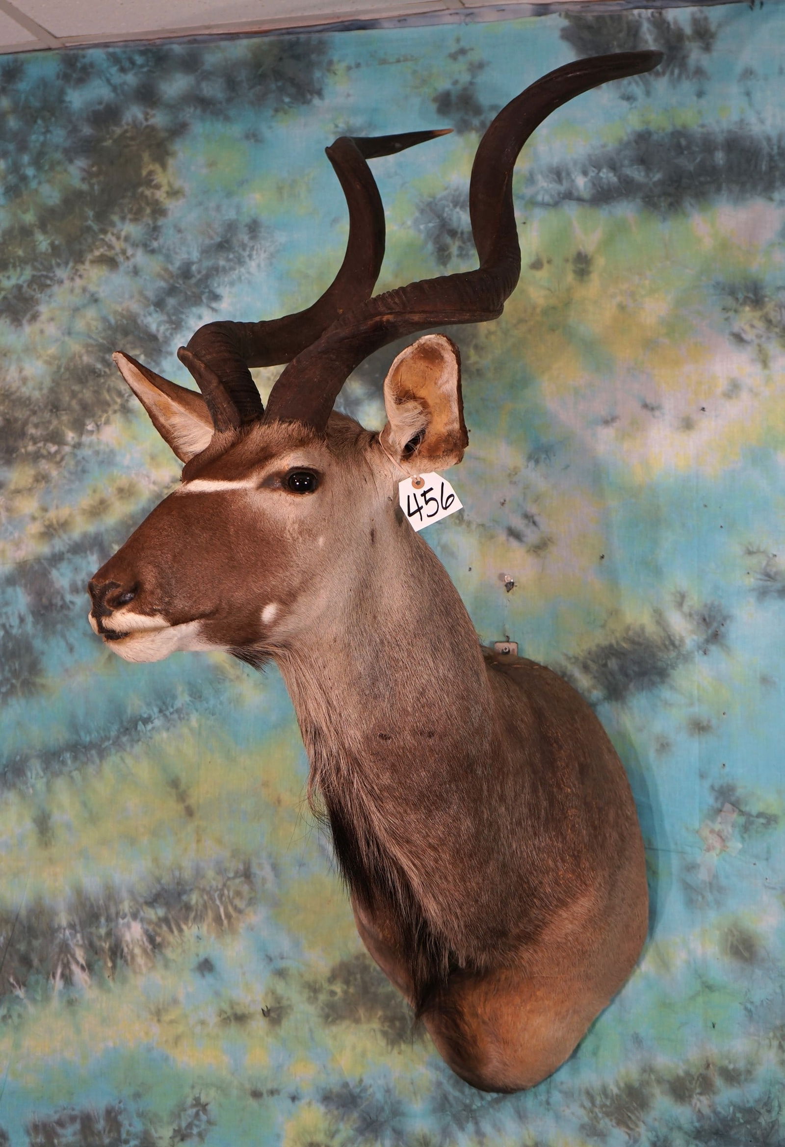 African Cape Kudu Shoulder Taxidermy Mount (1 of 2)