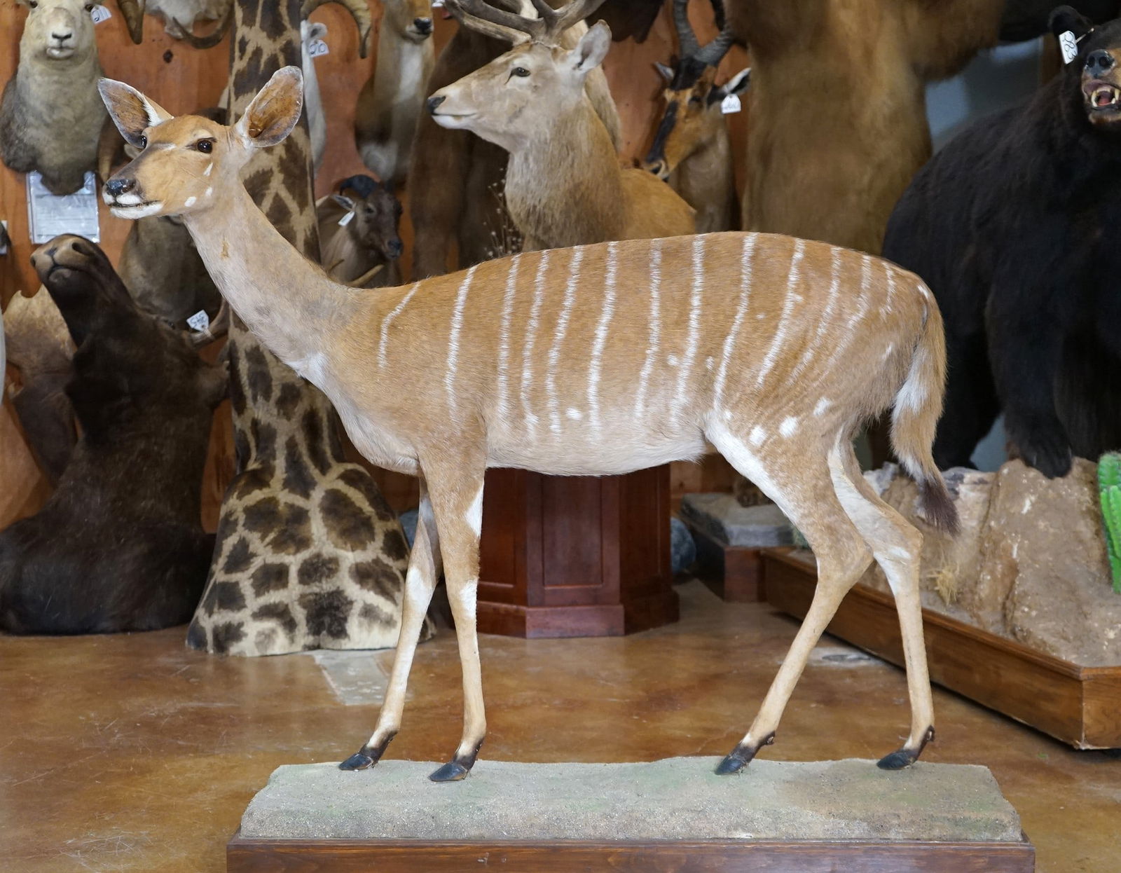 African Southern Nyala Cow Full Body Taxidermy Mount Auction