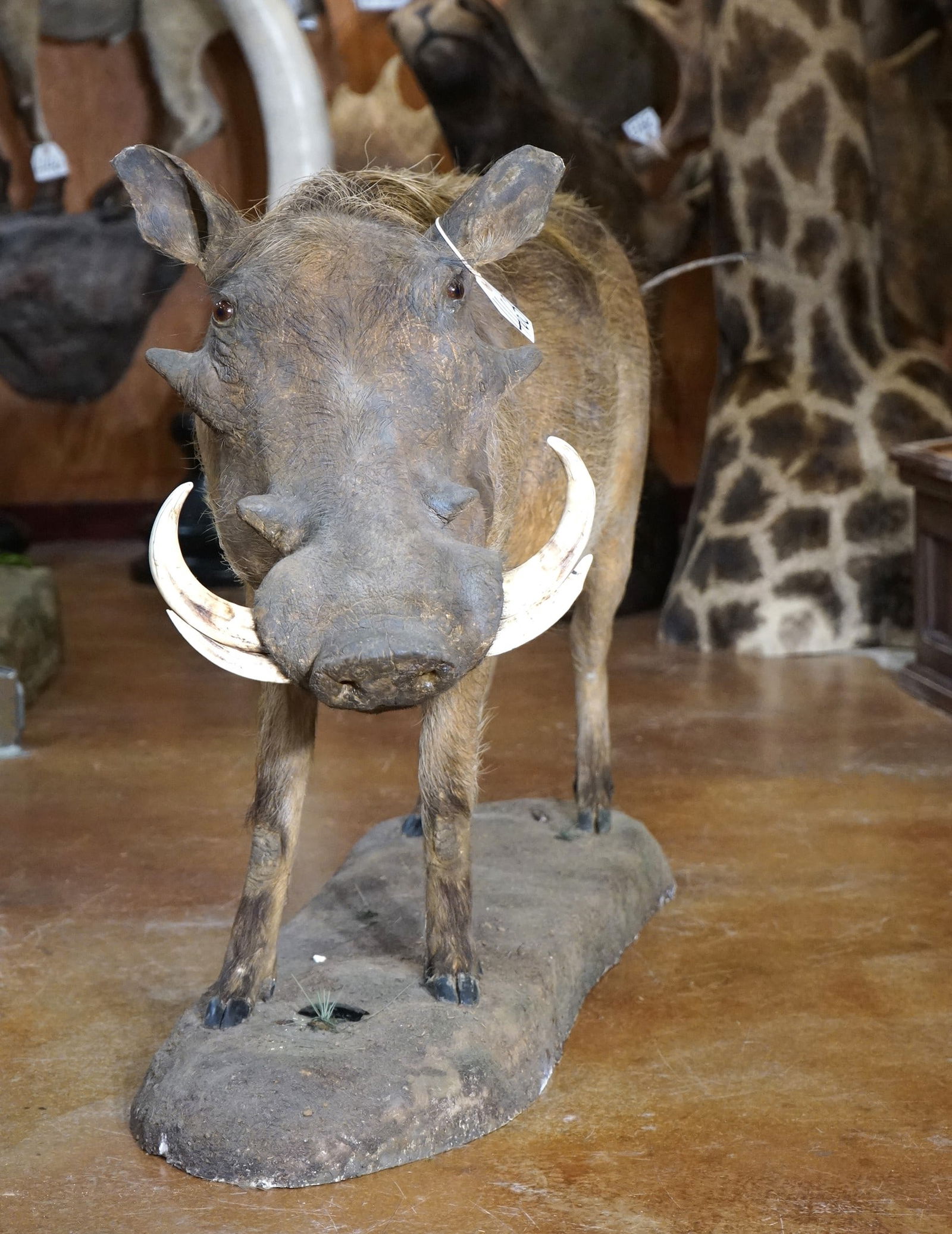 African Warthog Full Body Taxidermy Mount: This is a mature Warthog with good size real tusk. The mount has excellent posture and a lifelike appearance. The mount is clean and in excellent condition. The taxidermy grades a 9.5.?