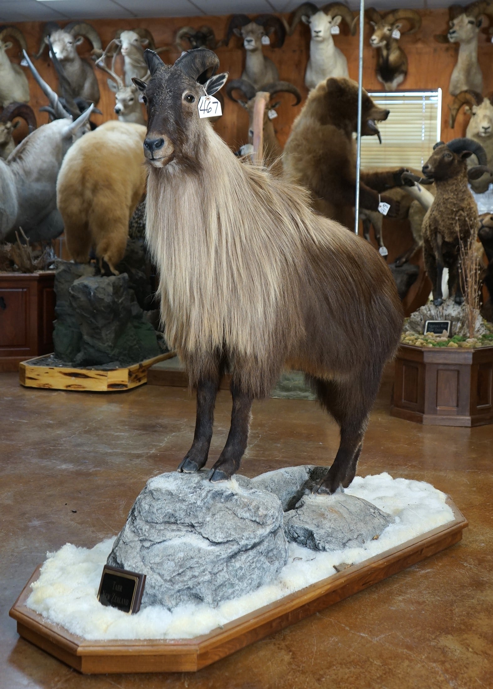 Himalayan Tahr Full Body Mount in Habitat (1 of 3)