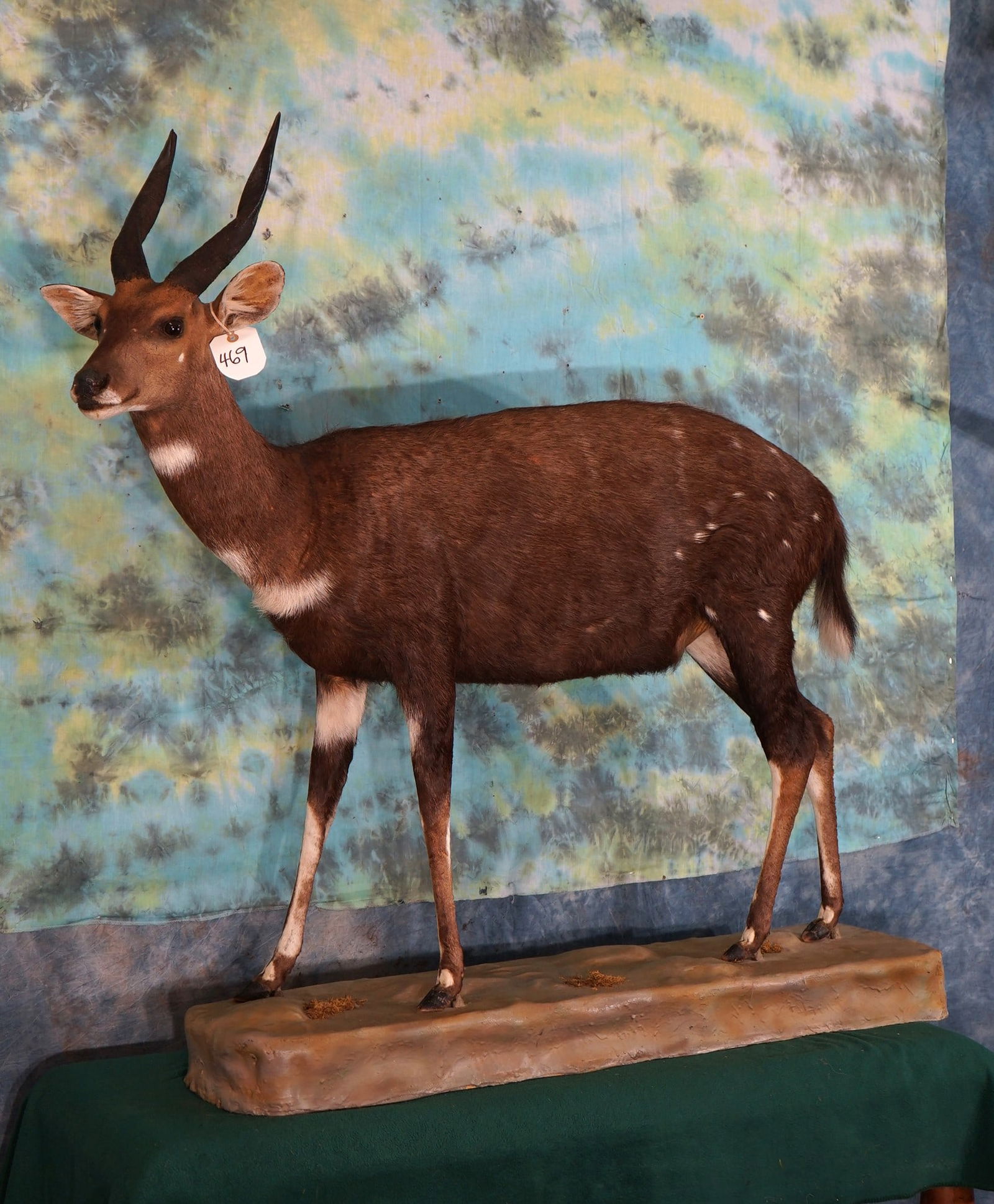 East African Masai Bushbuck Full Body Taxidermy Mount (1 of 3)