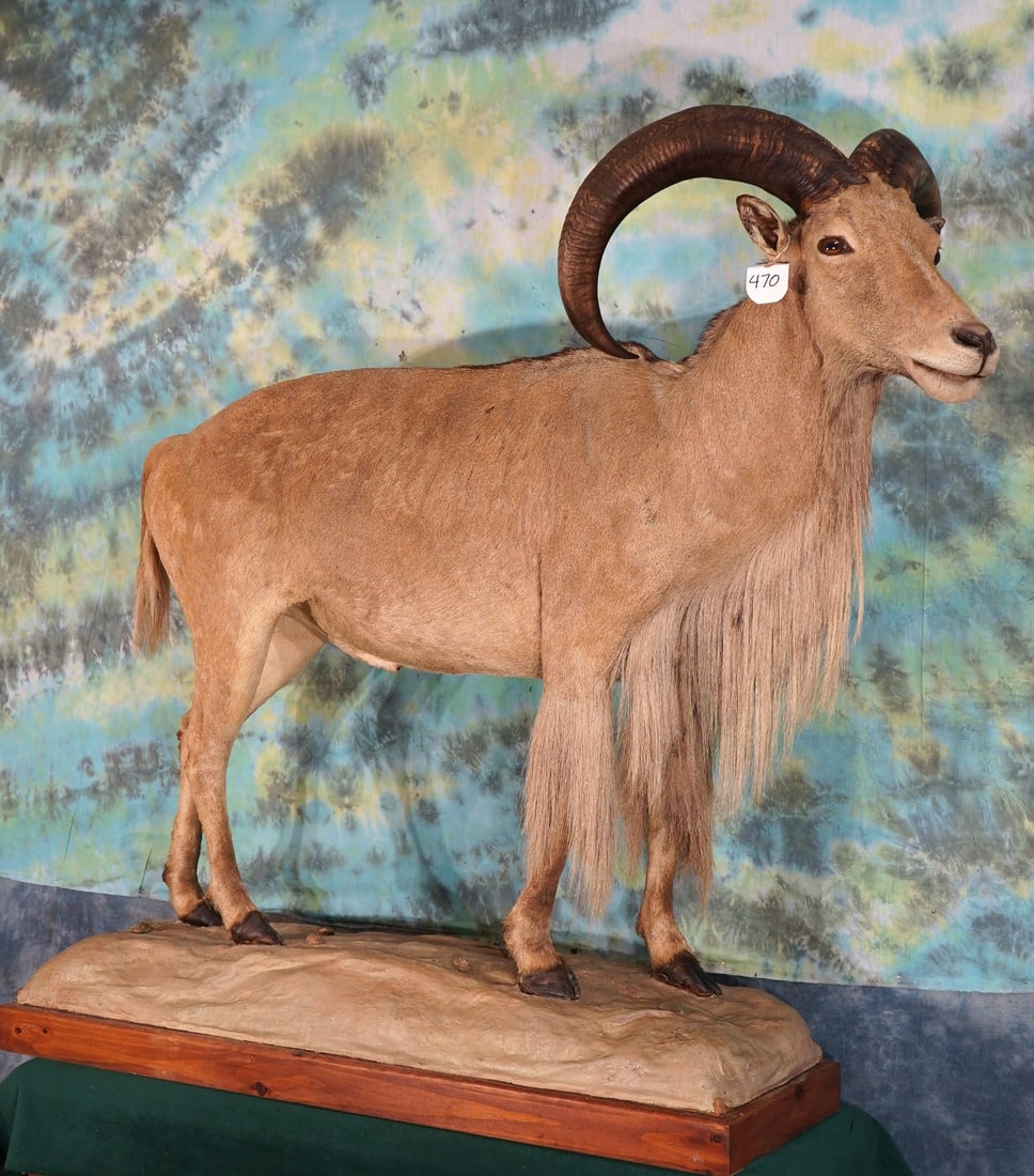 Big Aoudad Sheep Full Body Taxidermy Ram Mount (1 of 4)