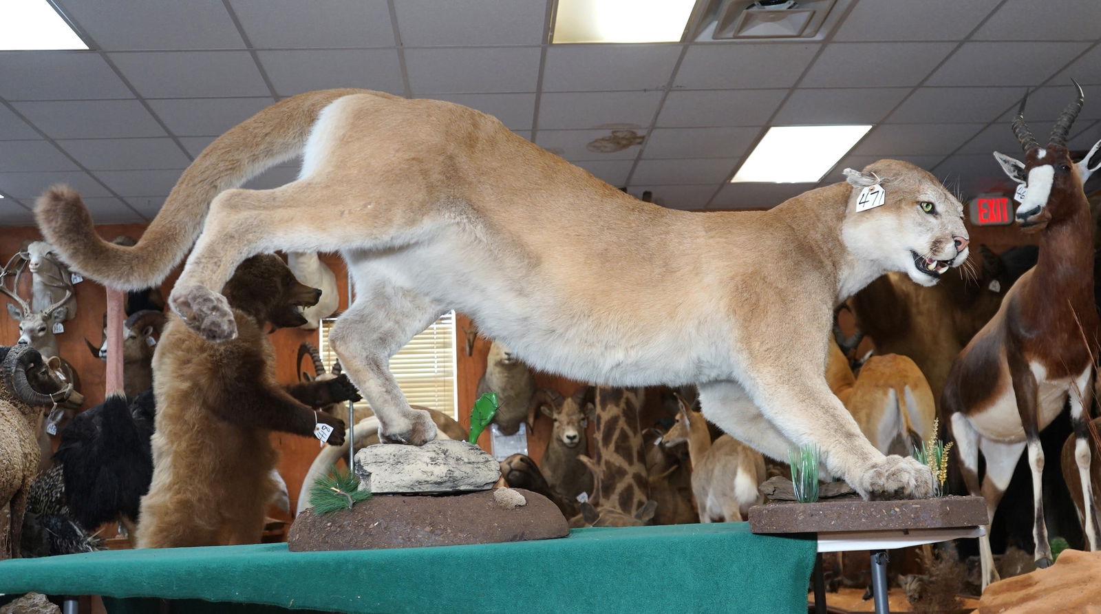 Super Extra Large Mountain Lion Full Body Taxidermy Mount (1 of 7)