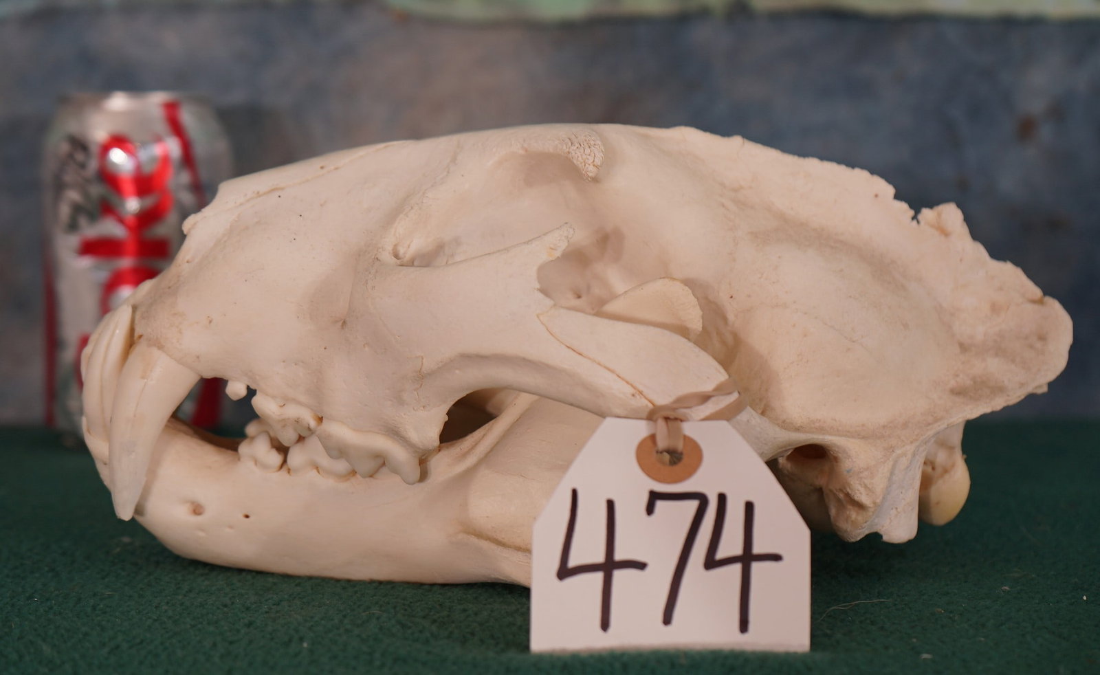 Large Male African Leopard Complete Skull Taxidermy **Texas Residents Only!**: This skull is clean, and it is in excellent condition. All of the teeth are present. Their is no damage of any kind and this skull displays well.?