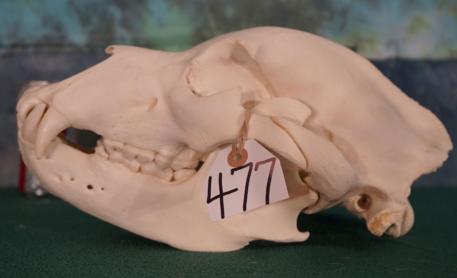Complete Interior Grizzly Bear Skull Taxidermy: This skull is in mint-like condition and it is as nice as they can come. It measures 14" long, and it is 8 2/16" wide. The membrane bones are still complete in the nasal cavity and all the teeth are p