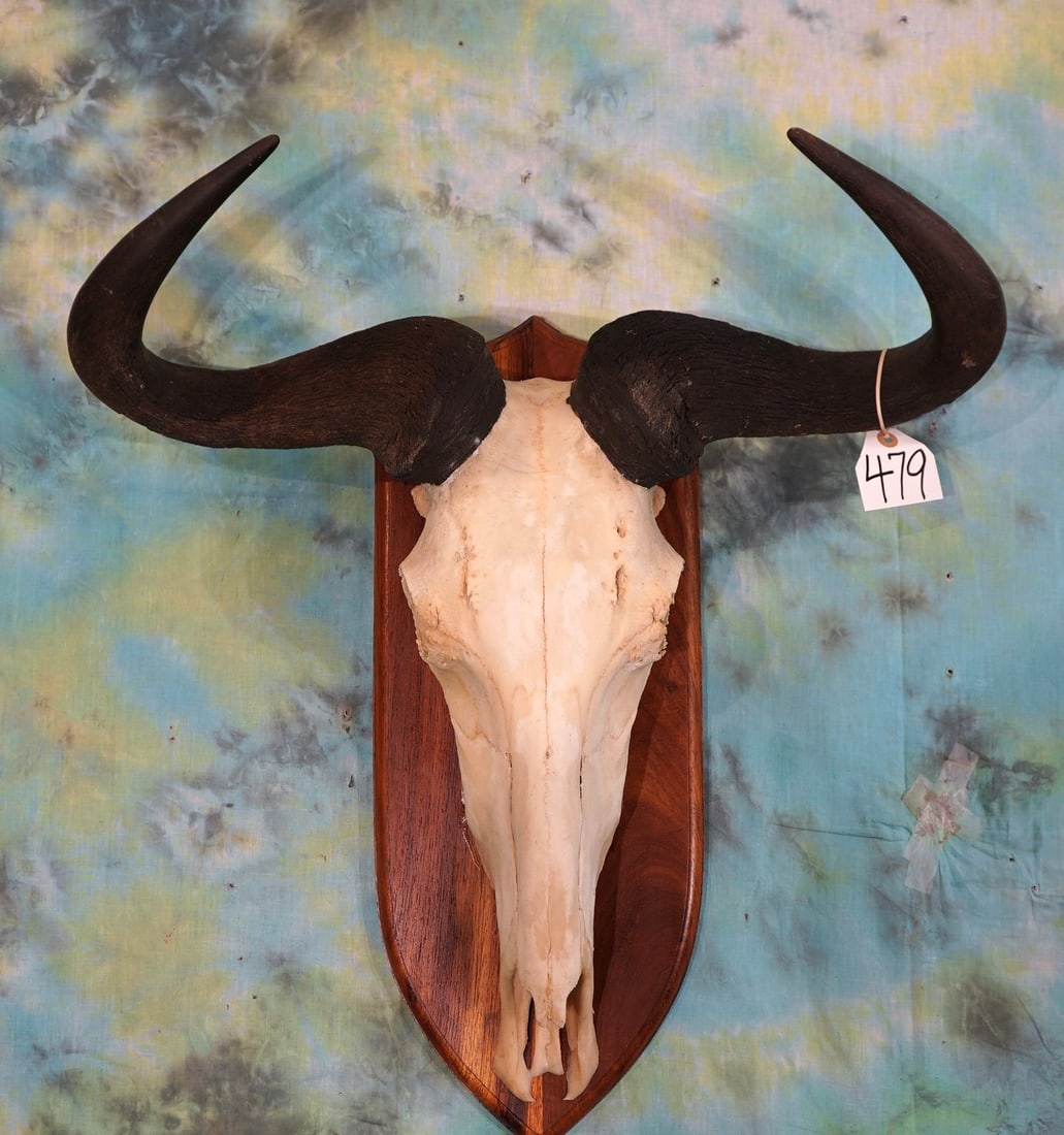 African Blue Wildebeest Skull on Panel Taxidermy (1 of 2)