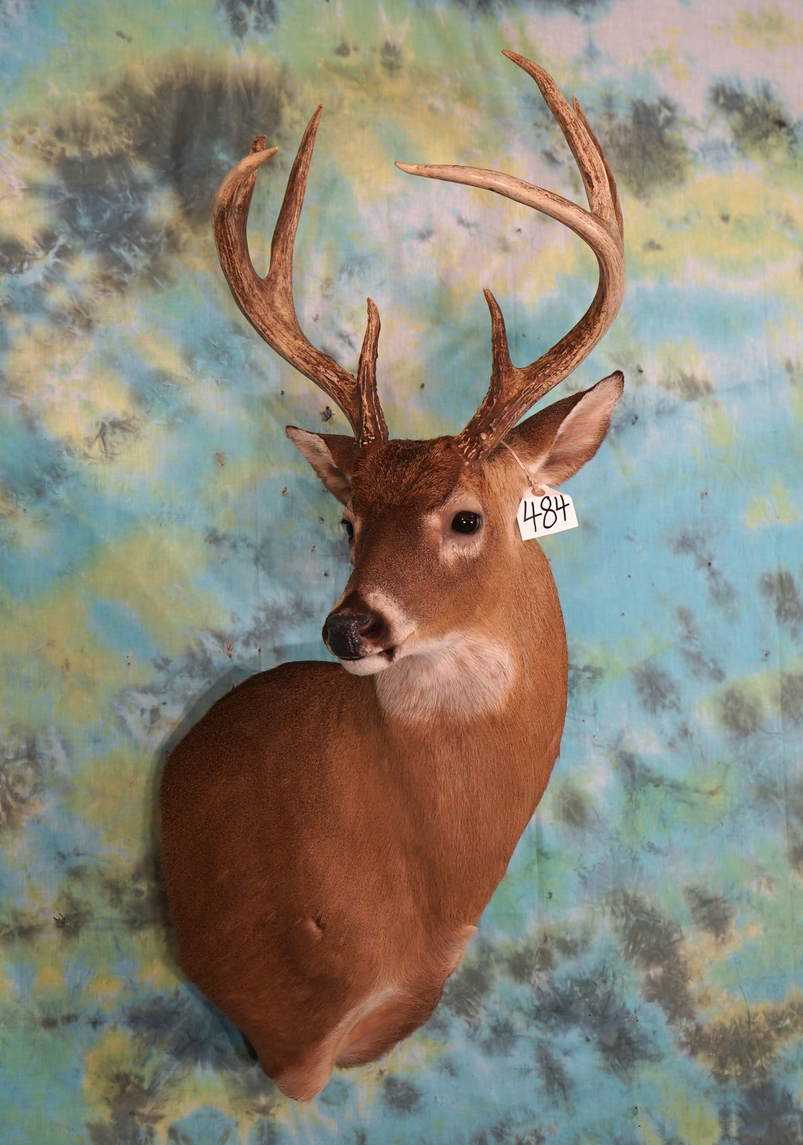 8pt. Texas Whitetail Deer Offset Shoulder Taxidermy Mount (1 of 2)
