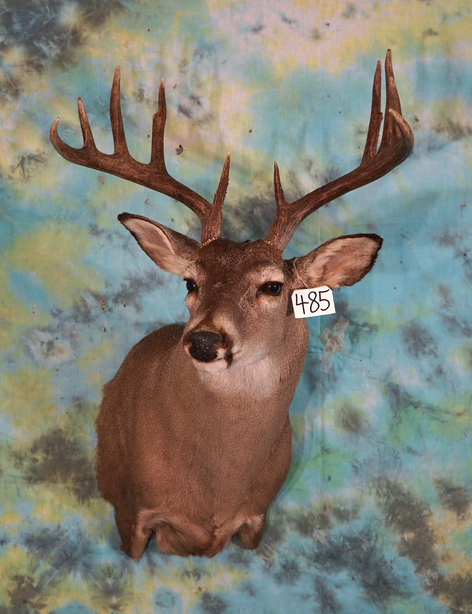 10pt. Whitetail Deer Shoulder Taxidermy Mount: This mount is clean and in very good condition. The antlers are 5 x 5 with kind of a wide spread. The taxidermy quality is very nice grading an 8.75.?