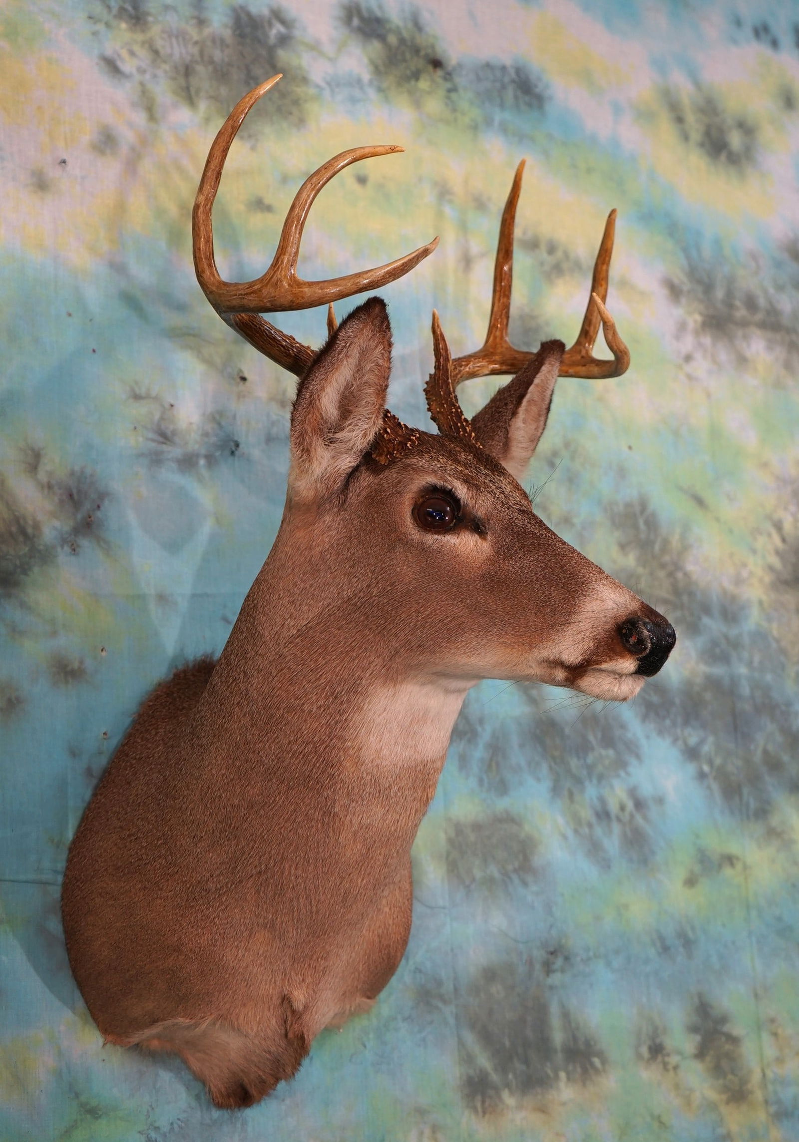 8pt. Whitetail Deer Shoulder Taxidermy Mount (1 of 2)