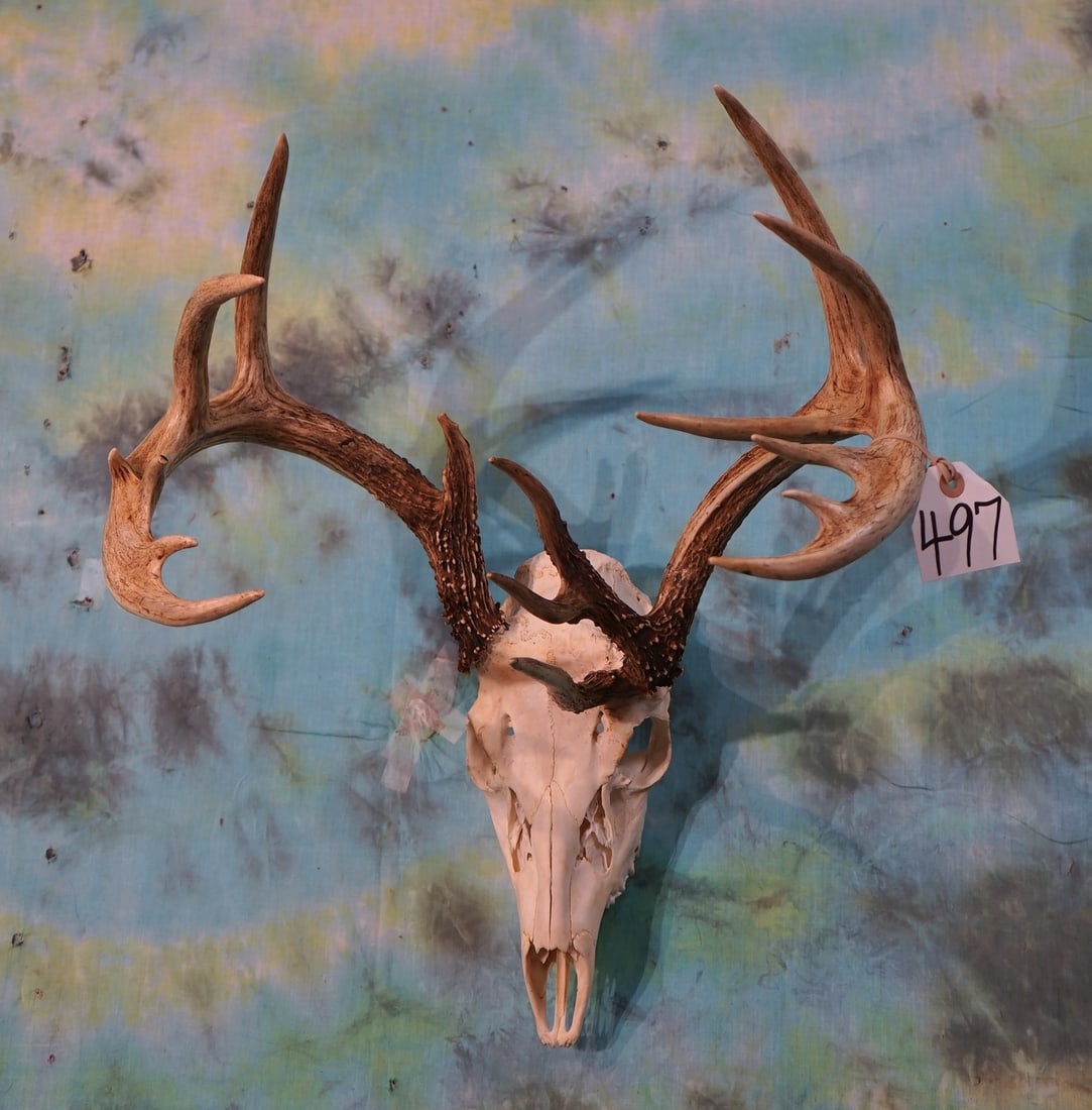 Cool 9 x 7 Non-typical Whitetail Deer Skull Taxidermy (1 of 2)