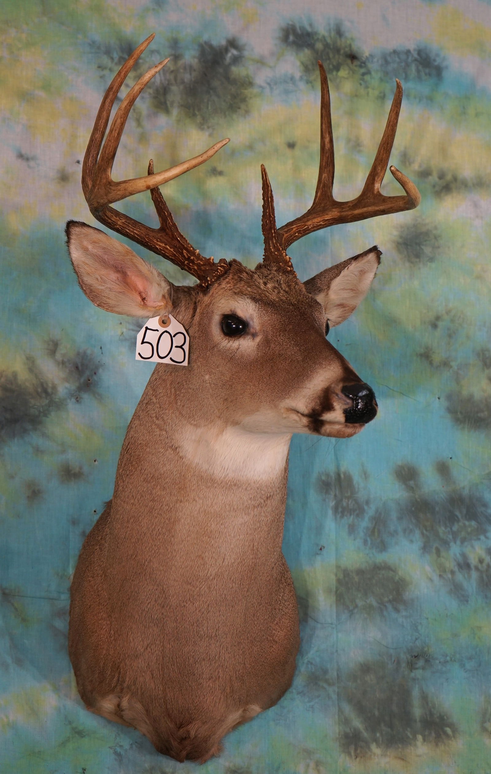 8pt. Whitetail Deer Shoulder Taxidermy Mount (1 of 2)