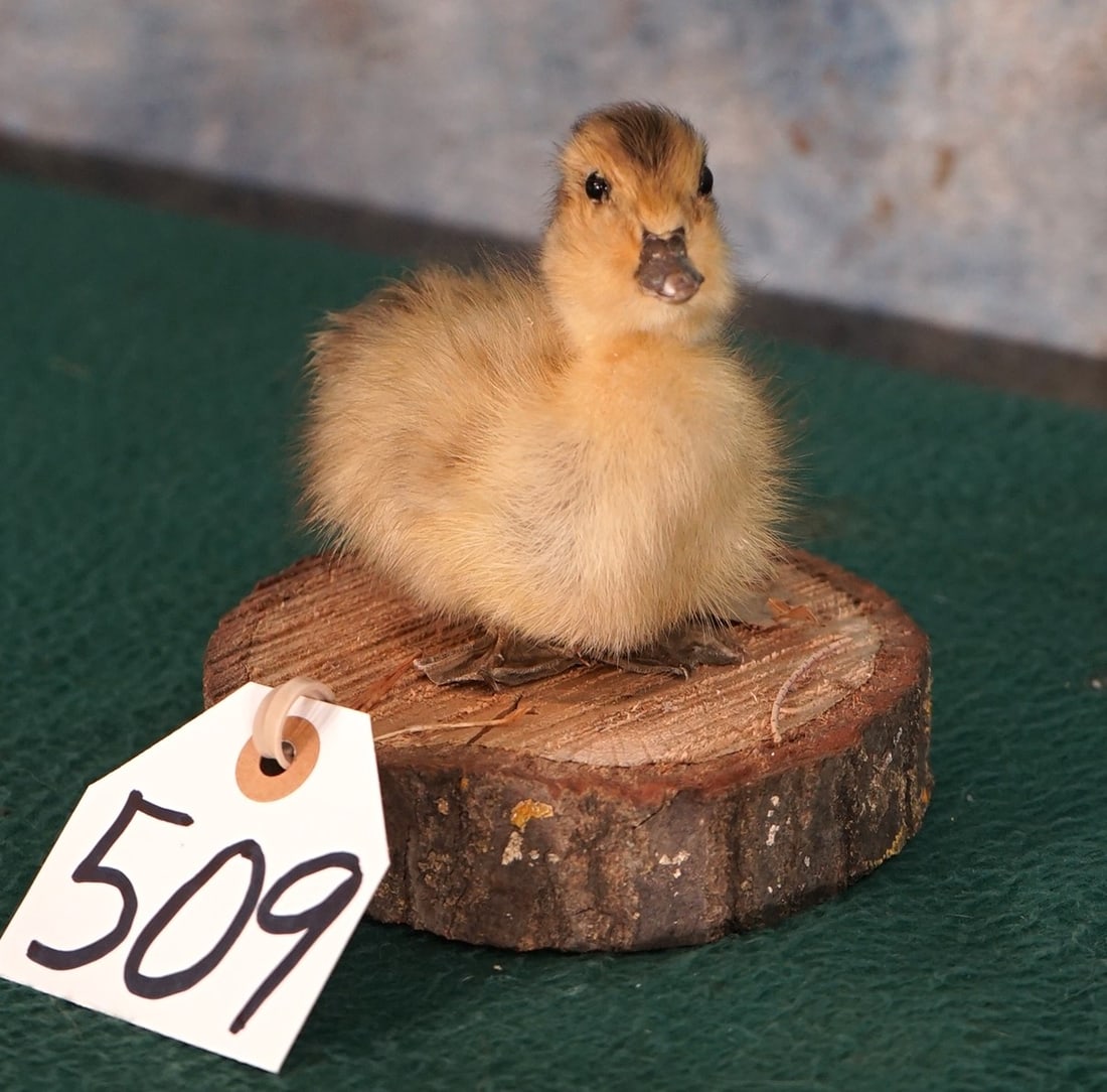 Baby Duck Taxidermy Bird Mount: This Baby unfortunately was born and died in captivity. It died from natural causes, and if for some reason we found out this was not the case, we would not allow it to be in the auction. We do not co