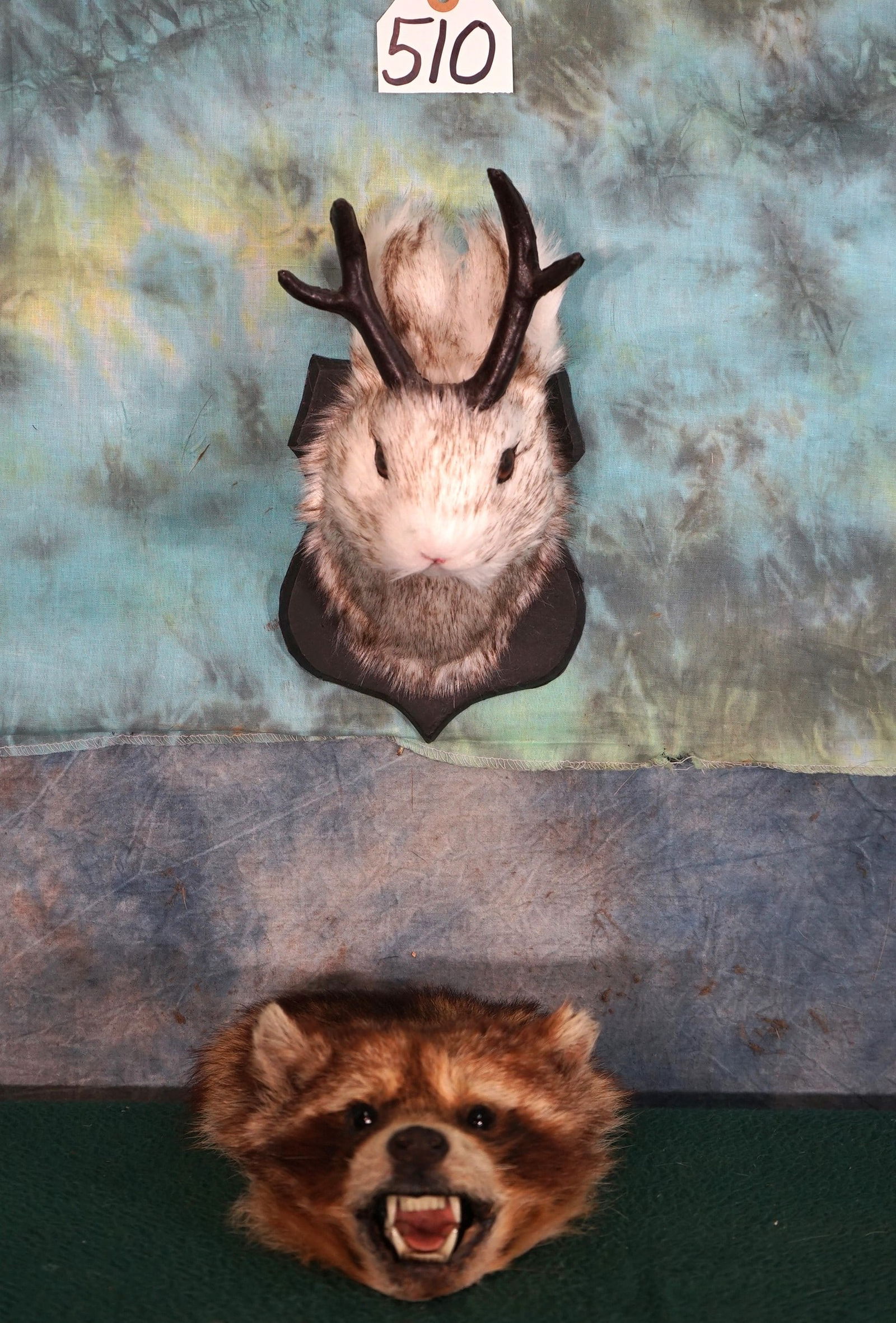 Jackalope Shoulder Mt & Raccoon Head Mounted Paperweight Taxidermy (1 of 2)