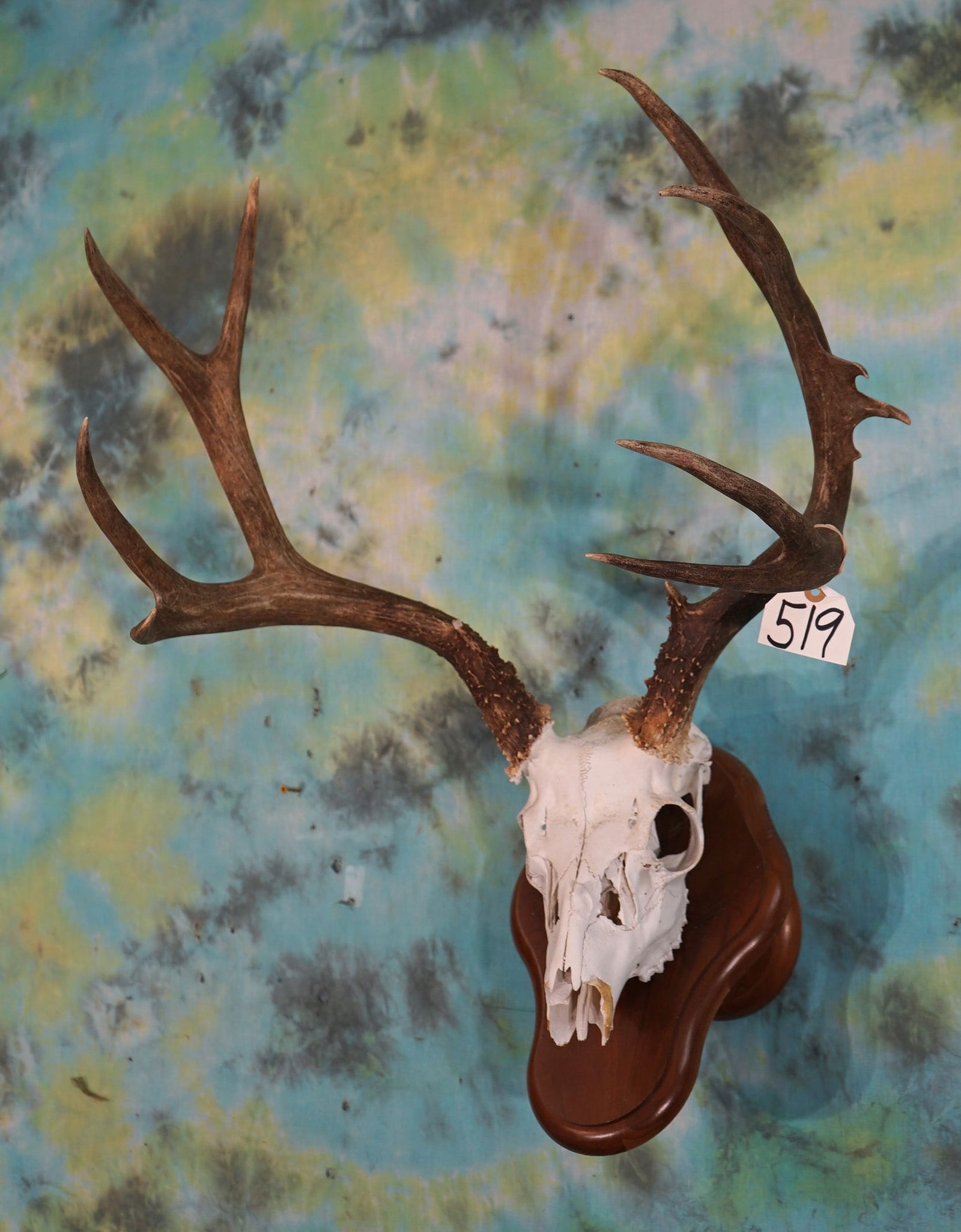 Nice Mule Deer Skull on Wall Pedestal Display on Panel Taxidermy (1 of 2)