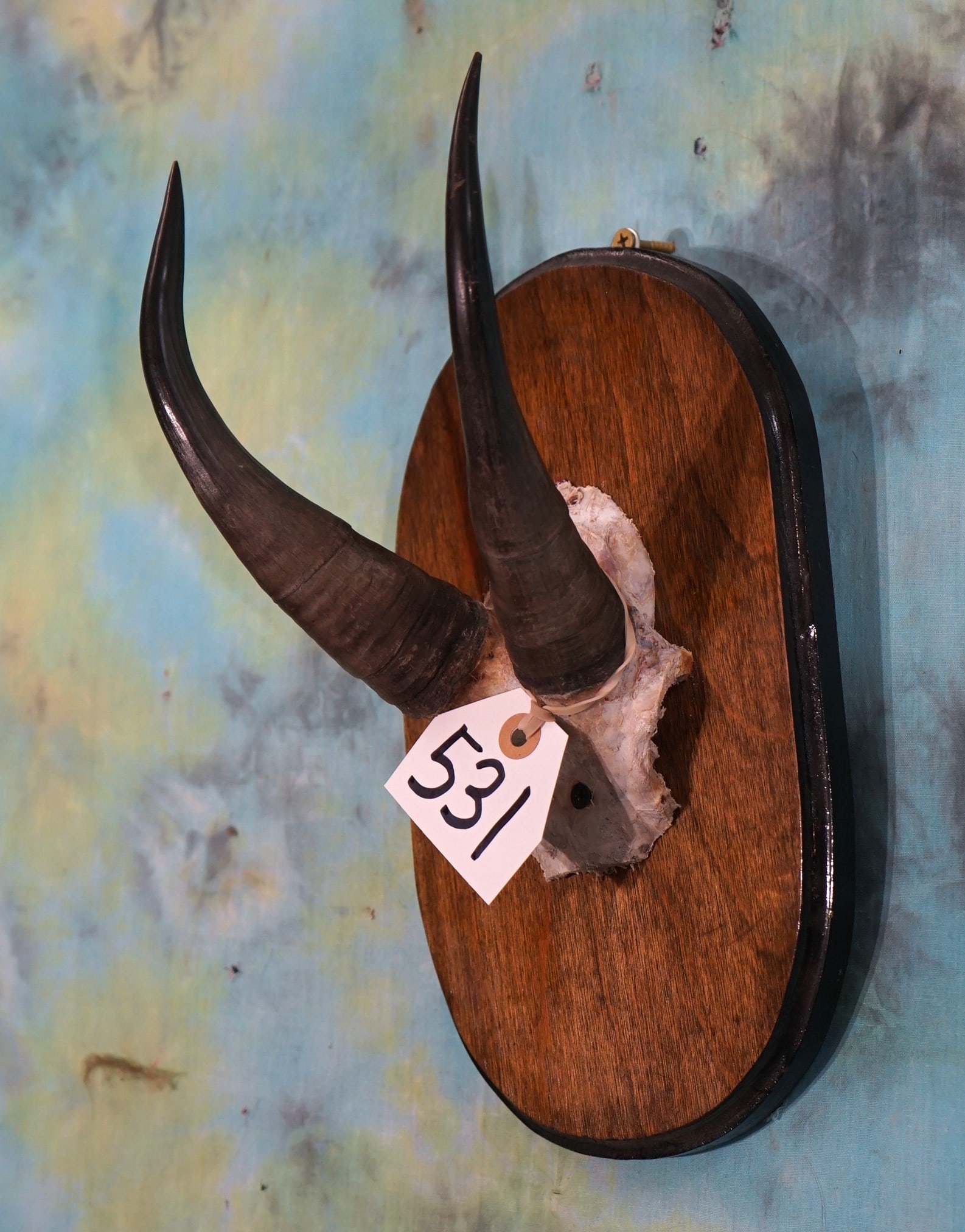 Rocky Mountain Goat Horns on Panel Taxidermy: These horns are from a mature Billy and they are in very good condition with a solid skull plate.?