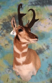 Pronghorn Antelope Shoulder Taxidermy Mount