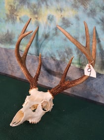 8pt. Whitetail Deer Skull Taxidermy