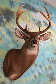10pt. Whitetail Deer Shoulder Taxidermy Mount