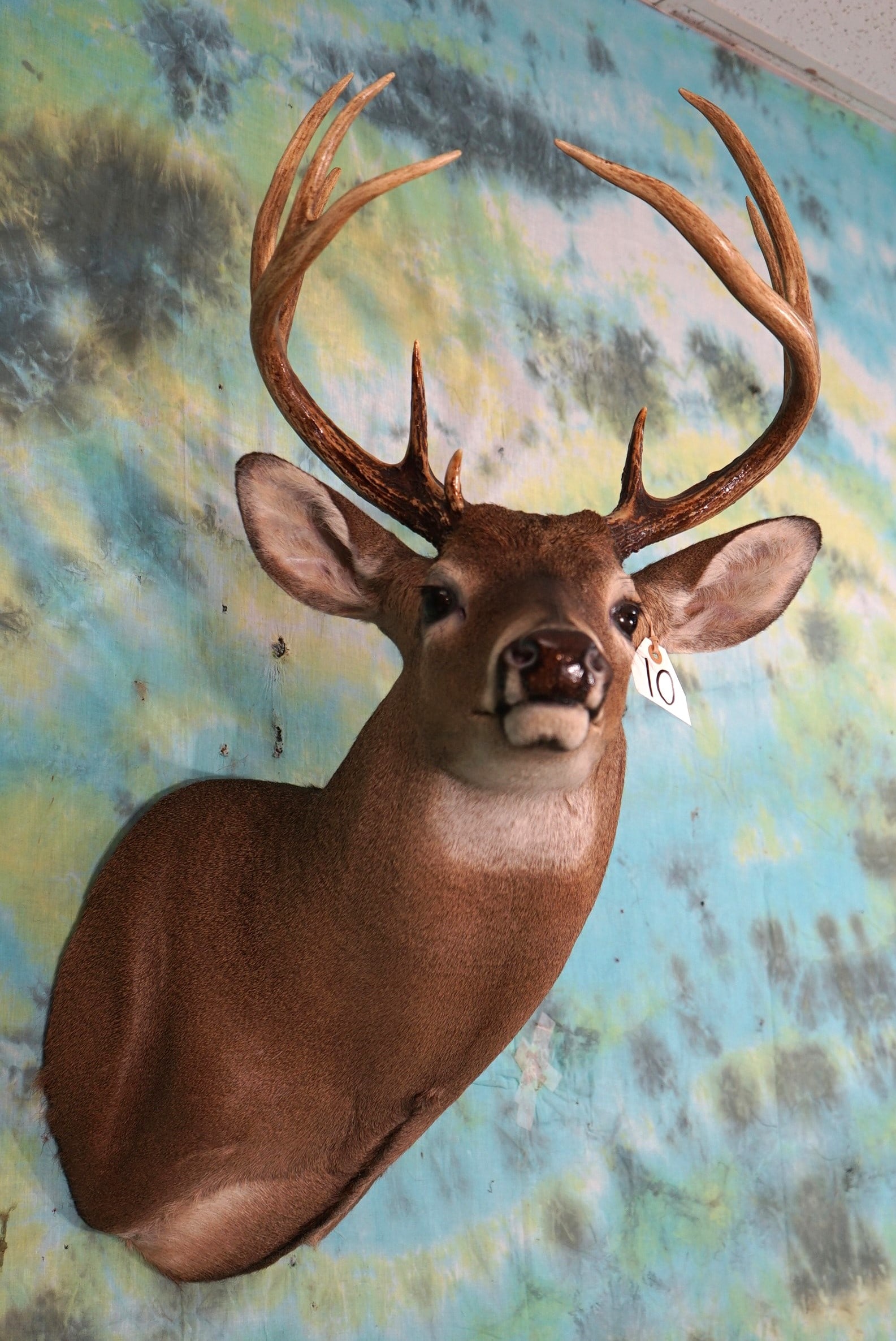 10pt. Whitetail Deer Shoulder Taxidermy Mount (1 of 3)