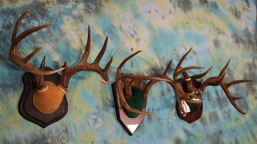 Three Whitetail Deer Antler Mounts on Plaques Taxidermy