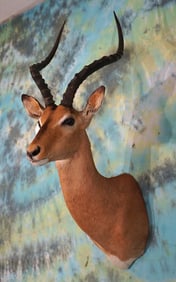 African Impala Ram Shoulder Taxidermy Mount