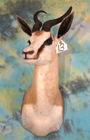 African Common Springbuck Gazelle Shoulder Taxidermy Mount
