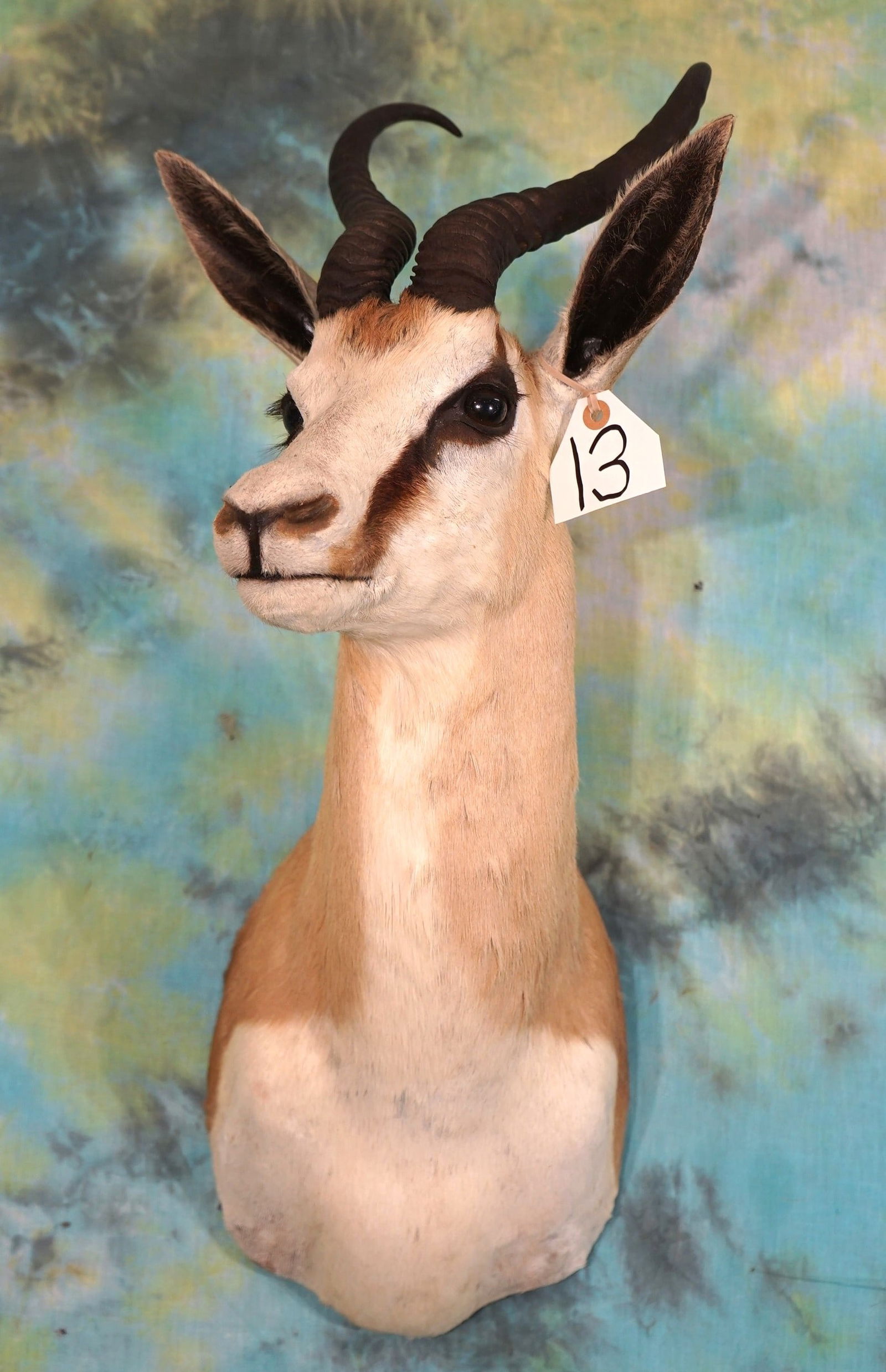 African Common Springbuck Gazelle Shoulder Taxidermy Mount (1 of 3)