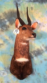 South African Cape Bushbuck Shoulder Taxidermy Mount