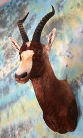 African Blesbuck Antelope Shoulder Taxidermy Mount