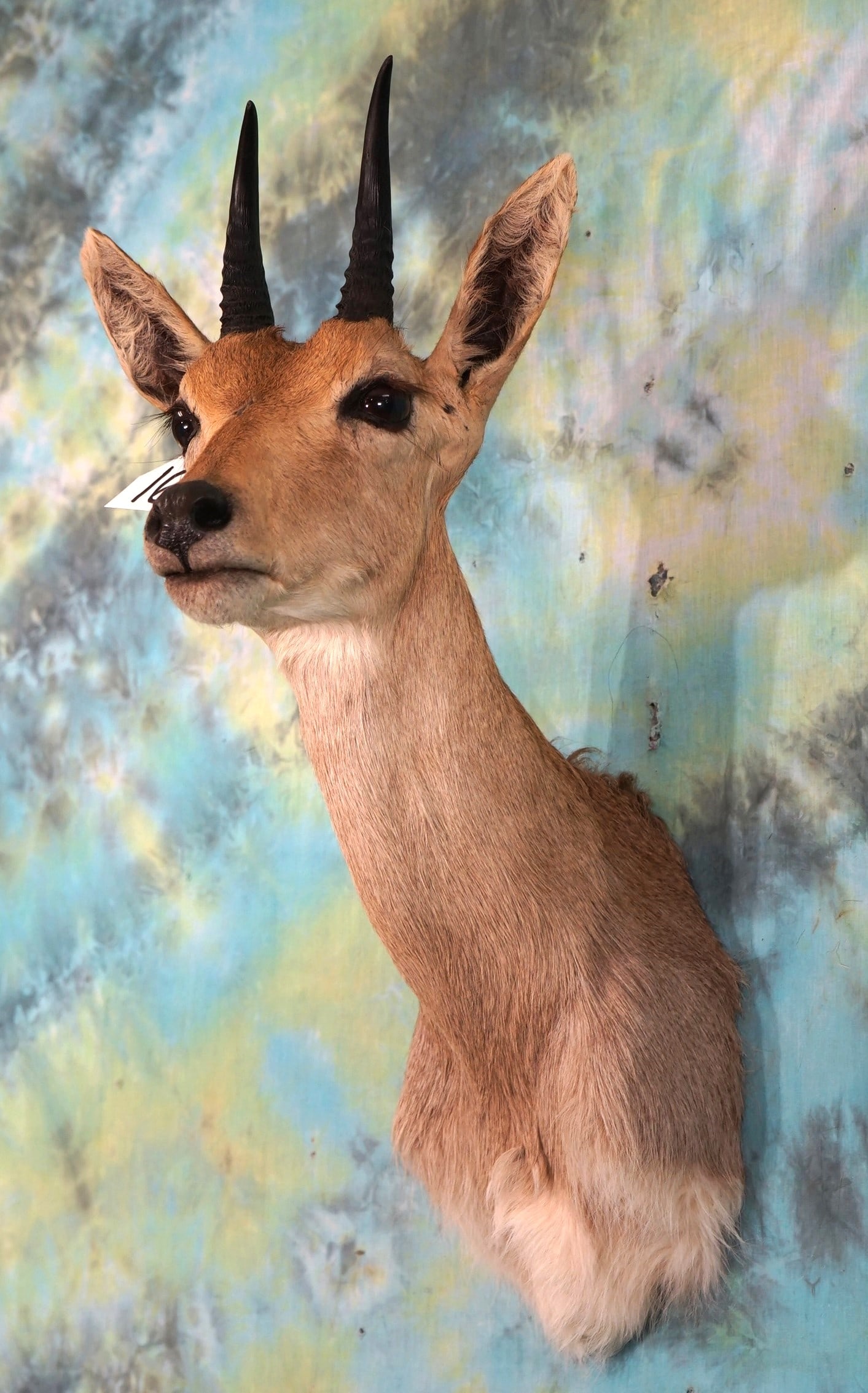 African Southern Mountain Reedbuck Shoulder Taxidermy Mount (1 of 3)