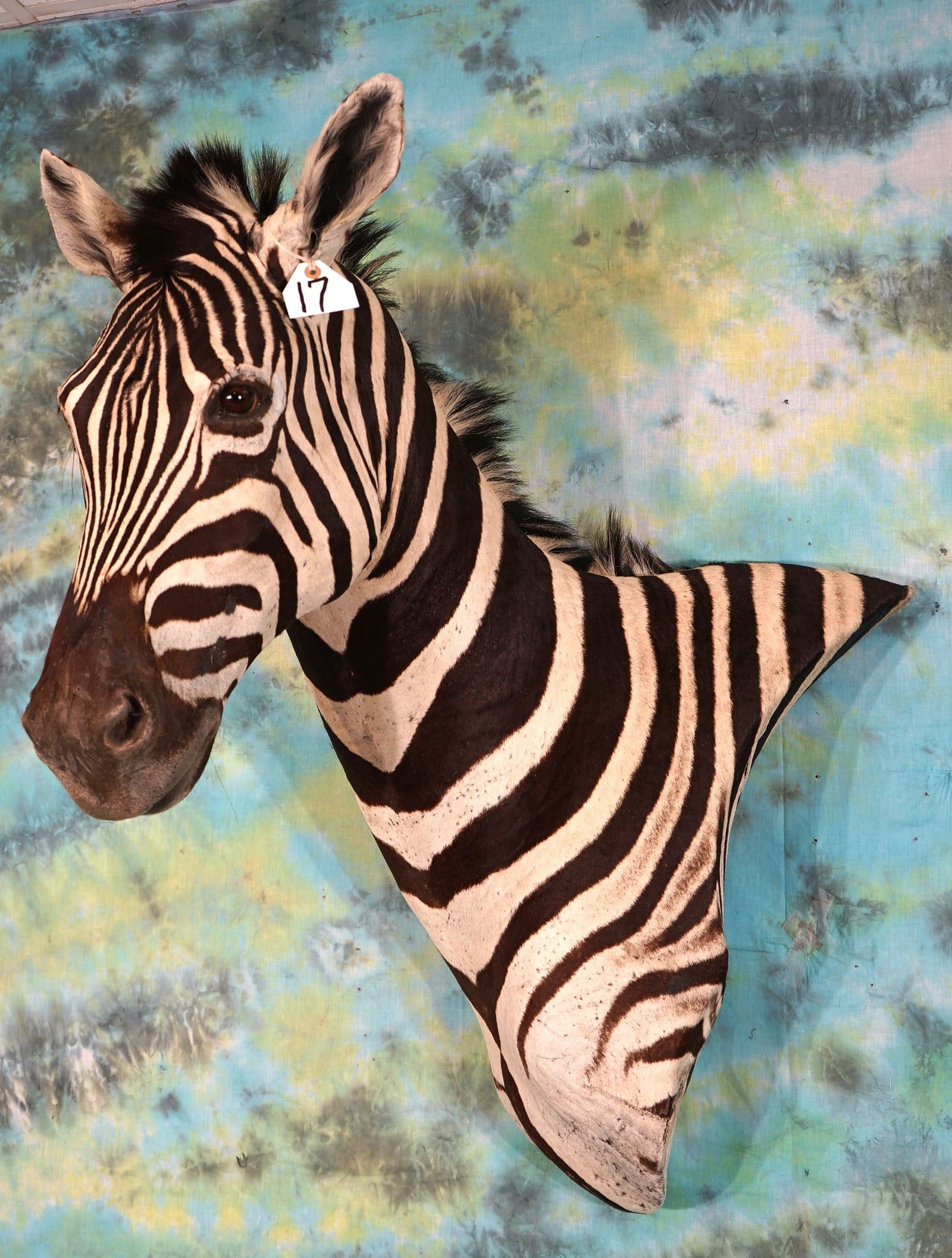Beautiful Zebra Shoulder Taxidermy Mount (1 of 3)