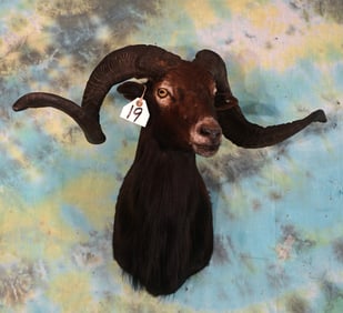 Black Hawaiian Sheep Shoulder Taxidermy Mount