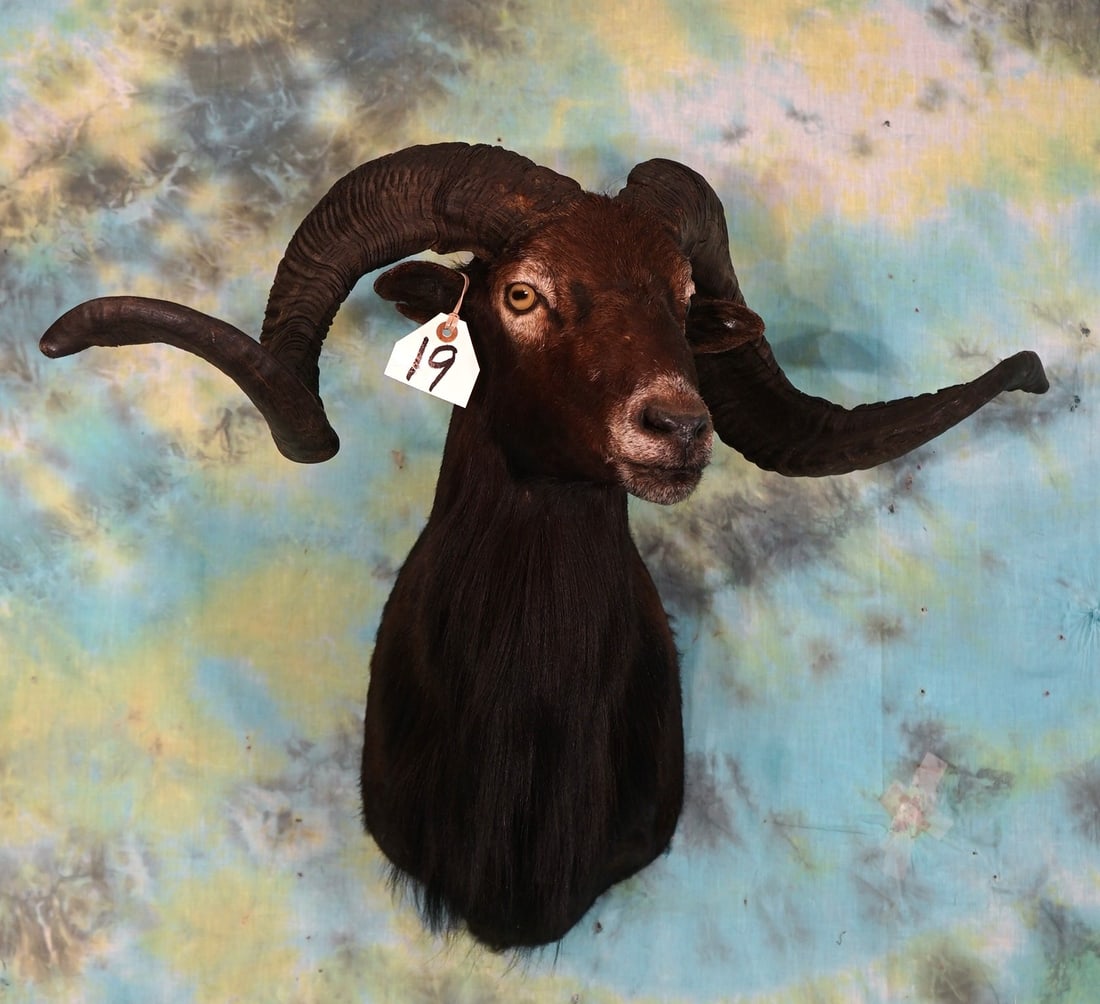 Black Hawaiian Sheep Shoulder Taxidermy Mount (1 of 3)