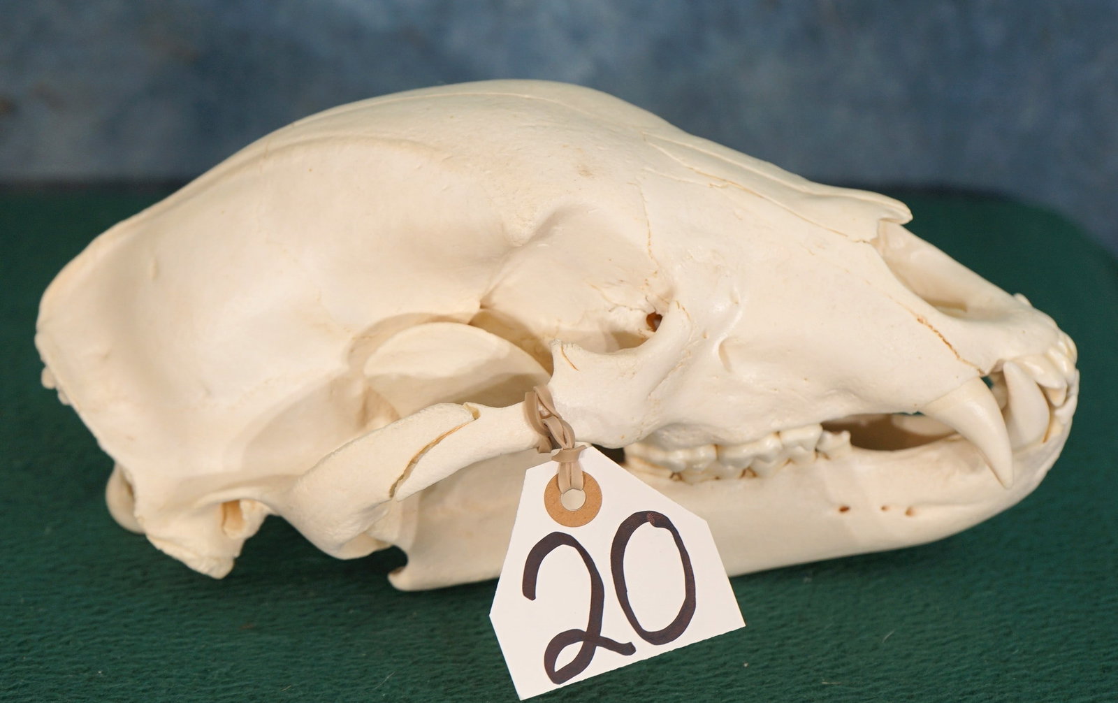 Complete Black Bear Skull Taxidermy: This is a mature Boar complete with all teeth present. The skull is clean and in excellent condition.