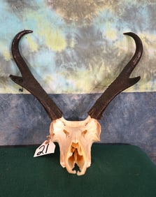 Pronghorn Antelope Skull Taxidermy